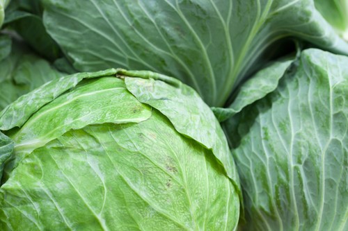 Vegetable cabbage golden - vegetable,