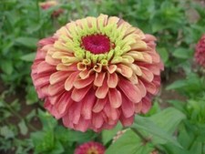 Flower - Zinnia - Queen Red