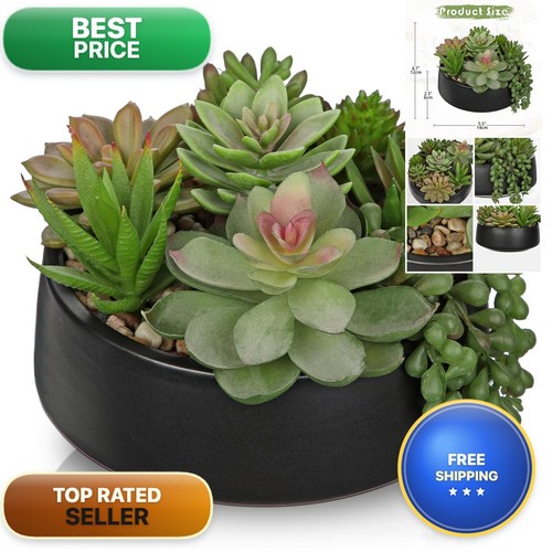 Dilatata artificial succulent - dilatata,