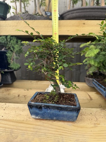 Chinese elm bonsai tree ulmus - chinese,