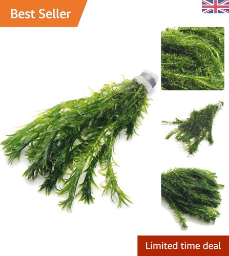 Stalks elodea densa - of,