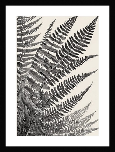 Beautiful fern fronds print - beautiful,