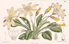 Lewisia Tweedyi America flower