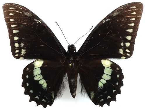 Papilio birchalli - papilio,