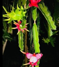 Red Dragon Fruit (Hylocereus