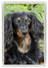 DACHSHUND BEAUTIFUL LONG