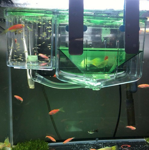 Large breeding aquarium fish - large,