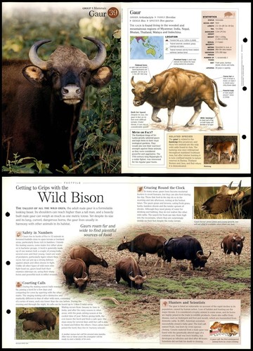 Gaur mammals discovering - gaur, #39
