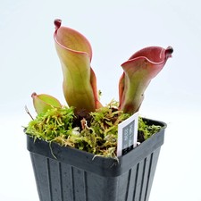 Heliamphora huberi (Amuri) AW