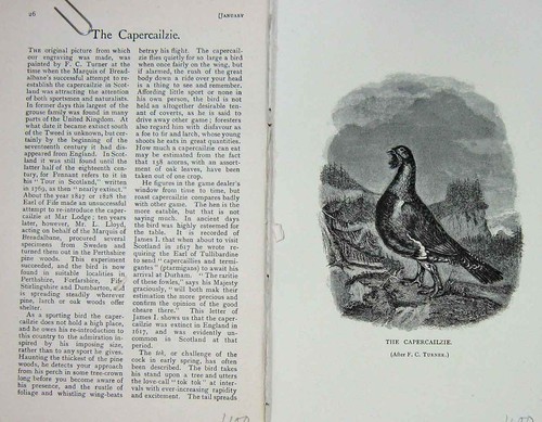 Original old antique print - original,