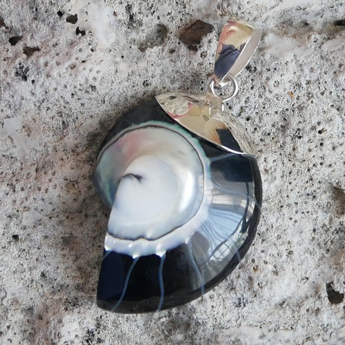 Small black nautilus shell - small,