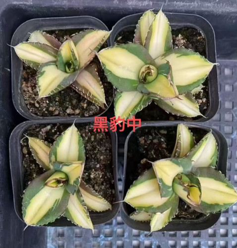 Succulent plant agave - succulent, black