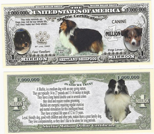 Dollar shetland sheepdog - shetland,