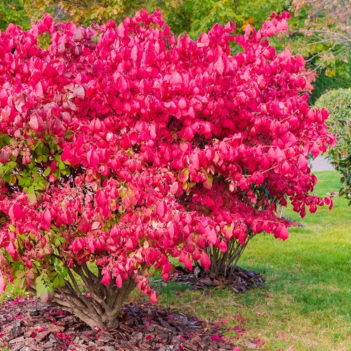 Pack euonymus burning - of,