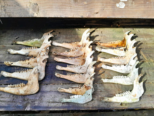 Random pick sheep - jaw, bone