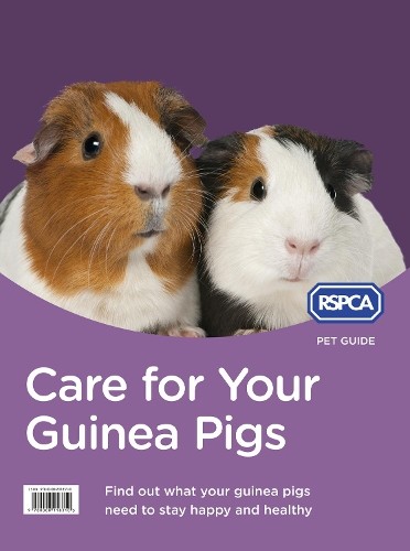 Care for your guinea - care, pigs