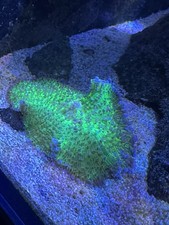  Mushroom Marine Coral Frag LPS Soft Corals Frags Reef aquarium wyswyg