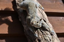 Taxidermy Female Grey Squirrel