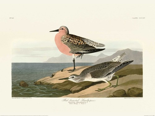 John james audubon - john,