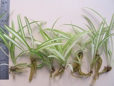 8 x BABY SPIDER PLANTS