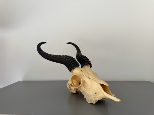Springbok skull skulls - skull,,