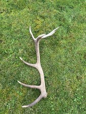 Stag Head Antler Taxidermy 7 Points Royal Crown