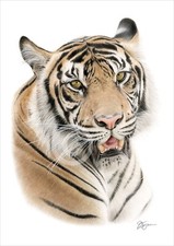 BENGAL TIGER colour pencil