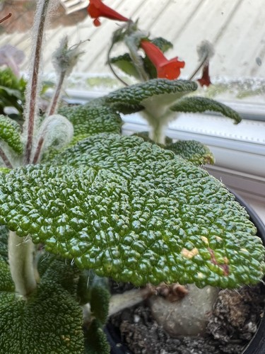 Sinningia bullata unrooted - sinningia,