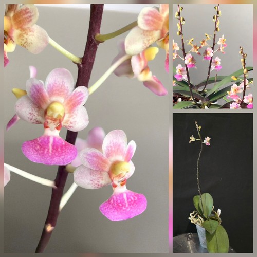 Phal tying shin glider - tying,