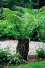Tree Fern Dicksonia Antarctica In 14 Cm Pot