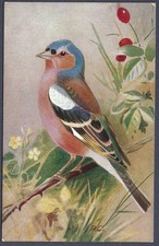 Chaffinch by Roland Green -