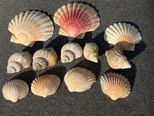 Seashell Selection