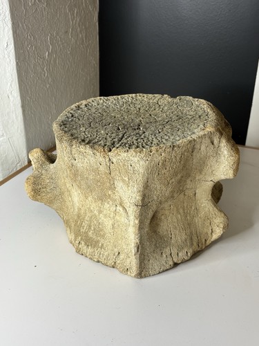 Whale vertebrae fossilized - vertebrae,