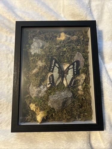Real butterfly specimen - butterfly, with