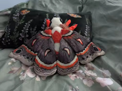 Luna cecropia moth - luna,