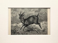 Indian MUNTJAC DEER Print -