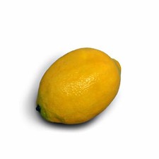 Artificial Lemon Citrus