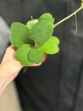 Hoya kerrii,vined, Wax House