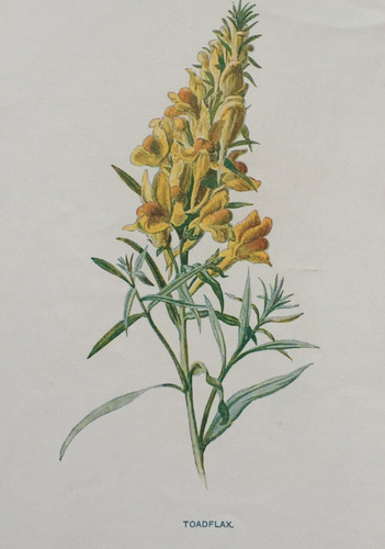 Antique print c1900 - print, toadflax