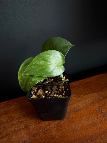 Scindapsus black mamba - |, dark