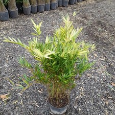 Phyllostachys Viridistriatus