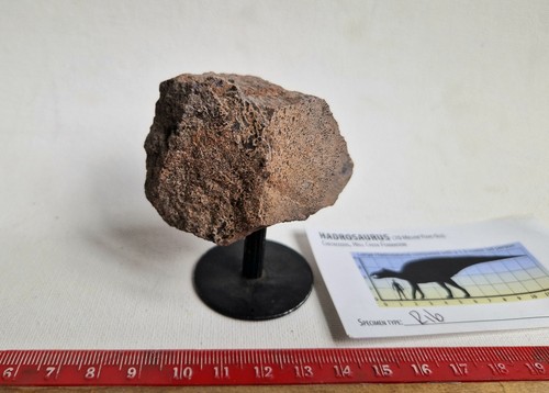 Genuine hadrosaur dinosaur rib - dinosaur,