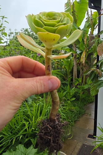 Aeonium arboreum rooted plug - arboreum,