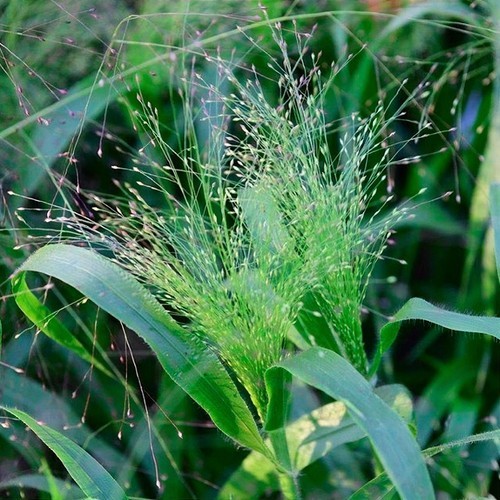 Panicum elegans frosted - panicum,