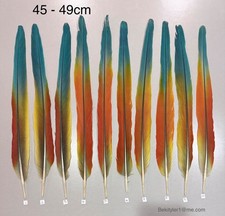 Parrot Macaw Feather Crafts