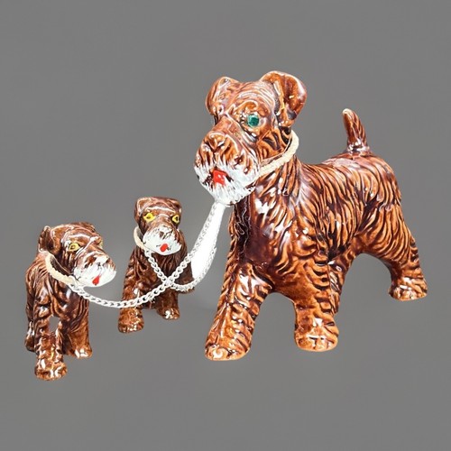 Terrier puppies on chains - &,