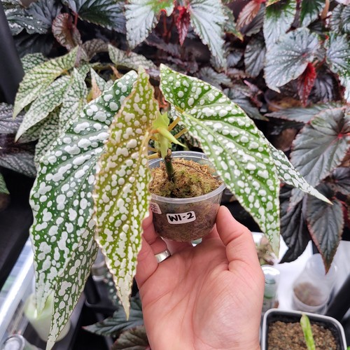 Begonia white ice - begonia,
