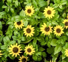 400x Yellow Sanvitalia