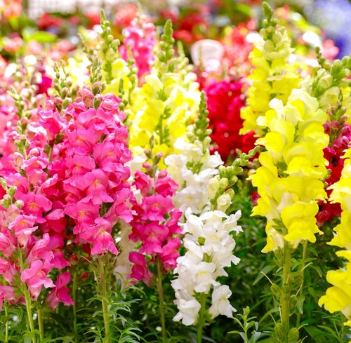 5000x antirrhinum snapdragon - antirrhinum,