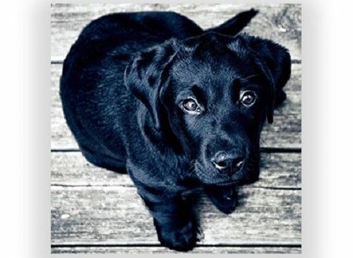 Cute black labrador dog puppy - labrador,
